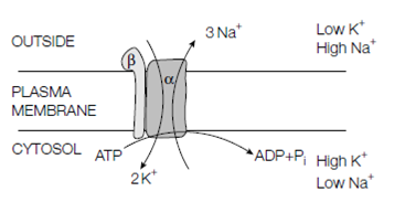 1801_Glucose transport into intestinal epithelial cells.png